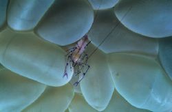 i love my bubbles,wakatobi 2004,F90+105mm by Marco Wannenmacher 